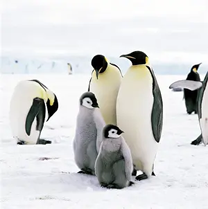 Rookeries: Emperor Penguins