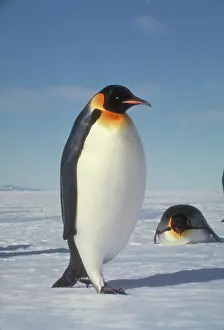Belly: Emperor Penguins