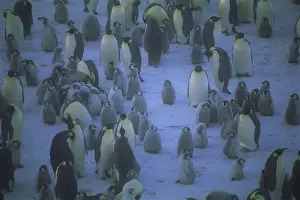 Themes: Emperor Penguins