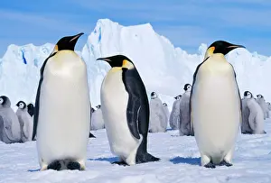 Creche: EMPEROR PENGUINS - three adults, with young behind