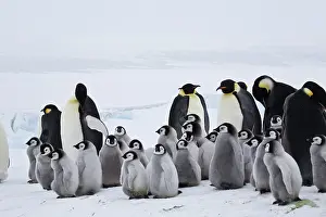 Creche: Emperor Penguins, Antarctica