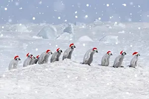 290621: Emperor penguins (Aptenodytes forsteri), a group of chicks i