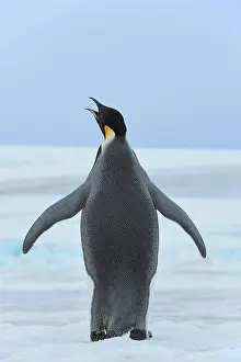 Weddell: Emperor penguins (Aptenodytes forsteri), Adult Spreading