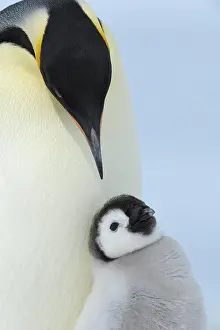 Weddell: Emperor penguins (Aptenodytes forsteri), with a
