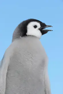 Weddell: Emperor penguins (Aptenodytes forsteri), Chick Portrait