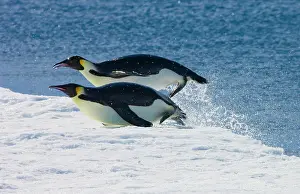Forsteri: Emperor Penguins (Aptenodytes forsteri)