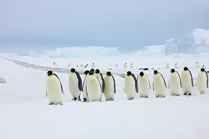 Marching: Emperor Penguins (Aptenodytes forsteri)