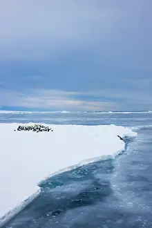 Keren: Emperor Penguins (Aptenodytes forsteri)