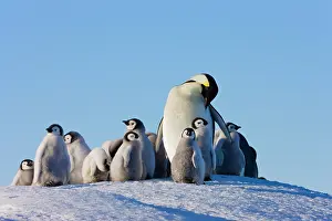 Keren: Emperor Penguins (Aptenodytes forsteri)
