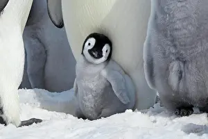 Aptenodytes: Emperor penguins (Aptenodytes forsteri), young chick