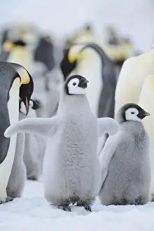 Pole: Emperor penguins (Aptenodytes forsteri), Chick Spreading