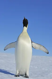 Pole: Emperor penguins (Aptenodytes forsteri), Adult Spreading