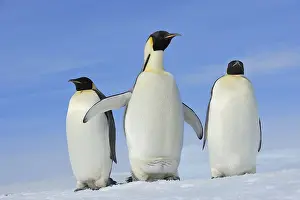 Pole: Emperor penguins (Aptenodytes forsteri), Adult Spreading