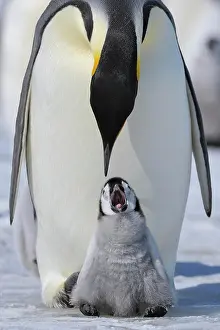 Pole: Emperor penguins, Aptenodytes forsteri, Adult Protecting