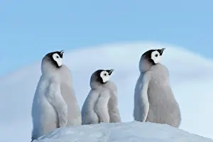 Pole: Emperor penguins, Aptenodytes forsteri, Tree Chicks