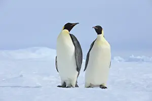 Aptenodytes: Emperor penguins (Aptenodytes forsteri), Two Adult, Snow