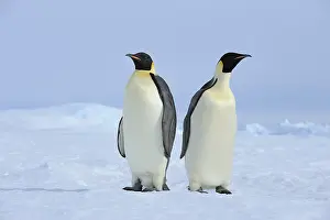 Aptenodytes: Emperor penguins (Aptenodytes forsteri), Two Adult, Snow