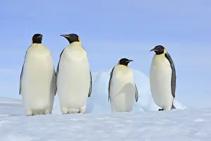 Aptenodytes: Emperor penguins (Aptenodytes forsteri), Group of Adult