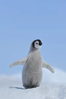 Aptenodytes: Emperor penguins (Aptenodytes forsteri), Chick Spreading