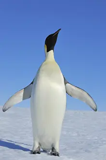 Aptenodytes: Emperor penguins (Aptenodytes forsteri), Adult Spreading