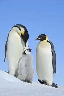 Aptenodytes: Emperor penguins (Aptenodytes forsteri), Pair with Chick
