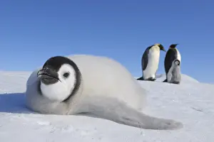 Aptenodytes: Emperor penguins (Aptenodytes forsteri), Chick is Lying on