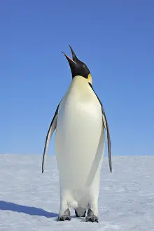 Aptenodytes: Emperor penguins (Aptenodytes forsteri), Adult Spreading
