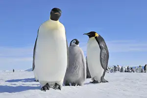 Aptenodytes: Emperor penguins (Aptenodytes forsteri), Pair with Chick