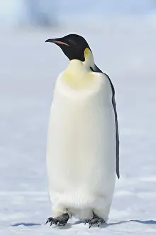 Pole: Emperor penguins (Aptenodytes forsteri), Adult