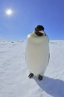 Pole: Emperor penguins (Aptenodytes forsteri), Adult with