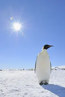 Aptenodytes: Emperor penguins (Aptenodytes forsteri), Adult with Sun