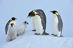 Weddell: Emperor penguins (Aptenodytes forsteri), Adults