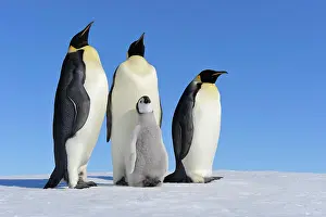 Weddell: Emperor penguins (Aptenodytes forsteri), Three Adults