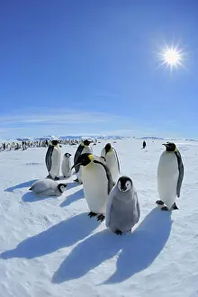 Weddell: Emperor penguins (Aptenodytes forsteri), Adults