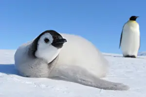 Weddell: Emperor penguins (Aptenodytes forsteri), Chick is