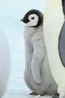 Weddell: Emperor penguins (Aptenodytes forsteri), Chick