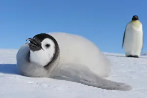 Weddell: Emperor penguins (Aptenodytes forsteri), Chick is