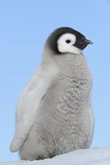 Pole: Emperor penguins (Aptenodytes forsteri), Chick