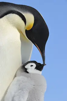 Aptenodytes: Emperor penguins (Aptenodytes forsteri), with a Chick