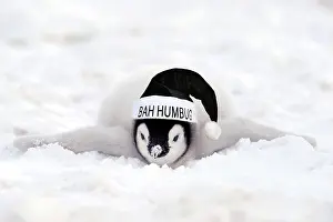 Pole: Emperor penguins (Aptenodytes forsteri), Chick i