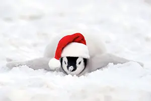 Pole: Emperor penguins (Aptenodytes forsteri), Chick i