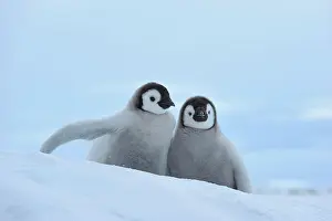 Weddell: Emperor penguins (Aptenodytes forsteri), Two Chicks