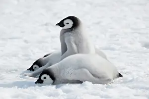 Aptenodytes: Emperor penguins (Aptenodytes forsteri), chicks