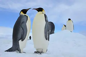 Weddell: Emperor penguins (Aptenodytes forsteri), Group of