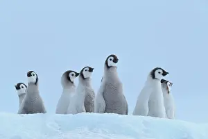 Weddell: Emperor penguins (Aptenodytes forsteri), Group of
