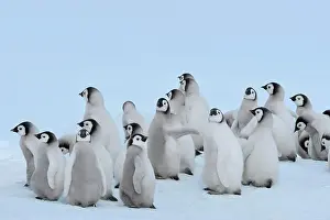 Weddell: Emperor penguins (Aptenodytes forsteri), Group of