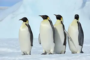 Weddell: Emperor penguins (Aptenodytes forsteri), Group of