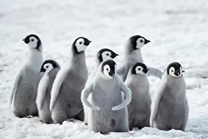 Aptenodytes: Emperor penguins (Aptenodytes forsteri), a group