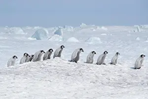 Aptenodytes: Emperor penguins (Aptenodytes forsteri), a group