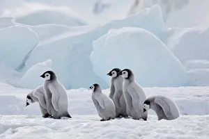 Aptenodytes: Emperor penguins (Aptenodytes forsteri), group of